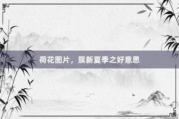 荷花图片，簇新夏季之好意思